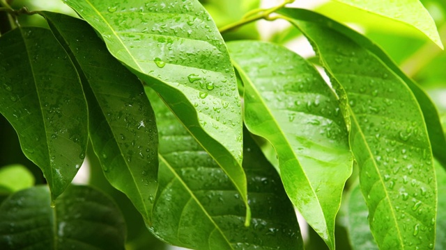 雨天的风景视频素材