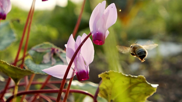 一只蜜蜂吸食仙客来花蜜的慢镜头视频素材