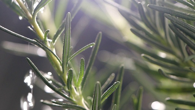 特写水倒在新鲜的绿色迷迭香的树枝上在黑暗的背景慢动作视频素材