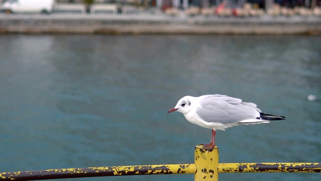 海鸥站在港口视频素材