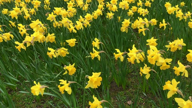 黄水仙花盛开的田野。视频素材