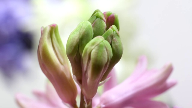 间隔拍摄的花视频素材