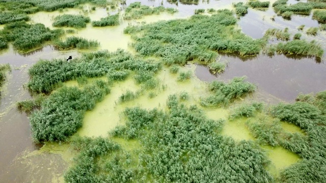 无人机拍摄中国黑龙江省的沼泽地视频素材