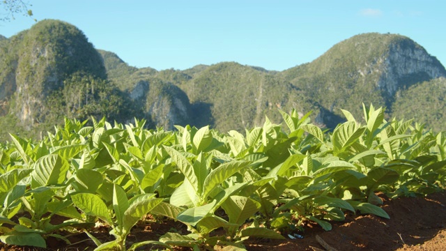 烟草种植园特写。Viñales山谷山脉的背景。古巴乡村风光的标志性形象视频素材