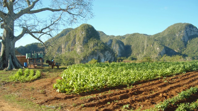 烟草种植园和山区Viñales山谷。古巴乡村风光的标志性形象视频素材