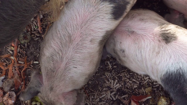 马鞍鱼(sus scrofa domesticus)仔猪和母猪喂养视频素材