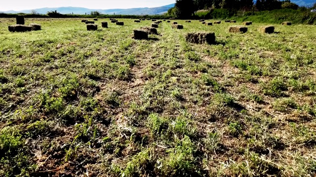 金黄金黄的稻草捆在麦茬地里，农业田下一片蓝天与白云视频素材