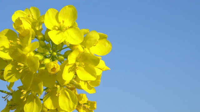 油菜花盛开的田野视频素材