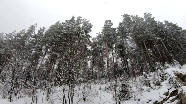 一条柏油路，穿过迷雾、黑暗、神秘的松林。法国阿尔萨斯，侧视图视频素材