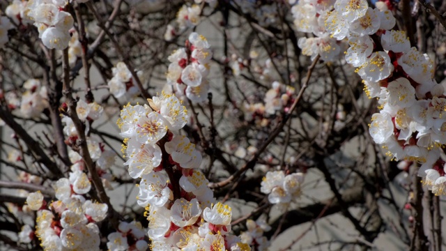 树枝与美丽的白色春天杏花树上。以杏花为背景的自然景色视频素材