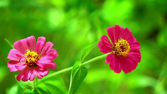 百日草粉嫩野花散科背景视频素材