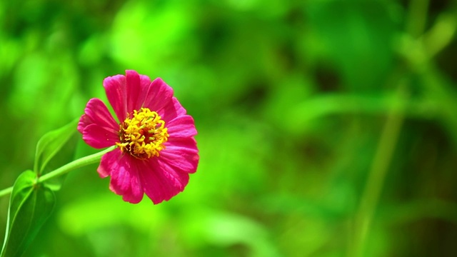 百日草粉嫩野花散科背景视频素材