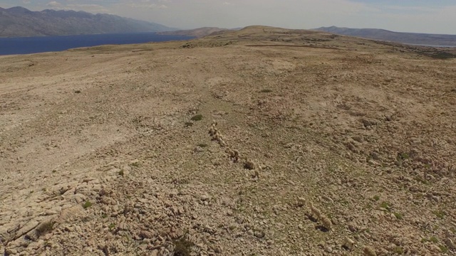 空中拍摄的羊在岩石景观上奔跑的天空，无人机飞向山脉在晴朗的一天-帕格，克罗地亚视频素材