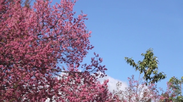 粉红色的花，樱花树与蓝色的天空。视频素材