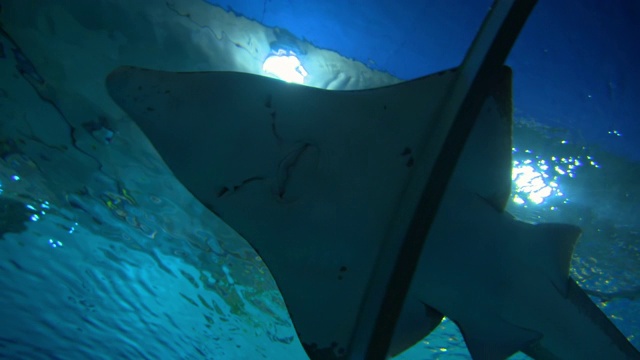 低角度的鱼游泳在水池在著名的水族馆-哥本哈根，丹麦视频素材