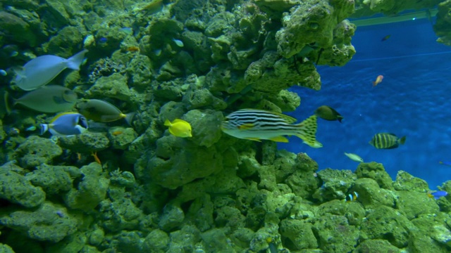 水生动物的特写在水族箱里游泳-哥本哈根，丹麦视频素材