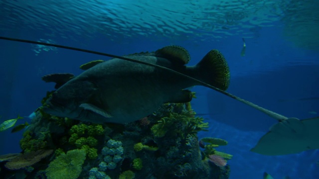 在著名的水族馆-丹麦哥本哈根，黄貂鱼在鱼缸里游泳的特写视频素材