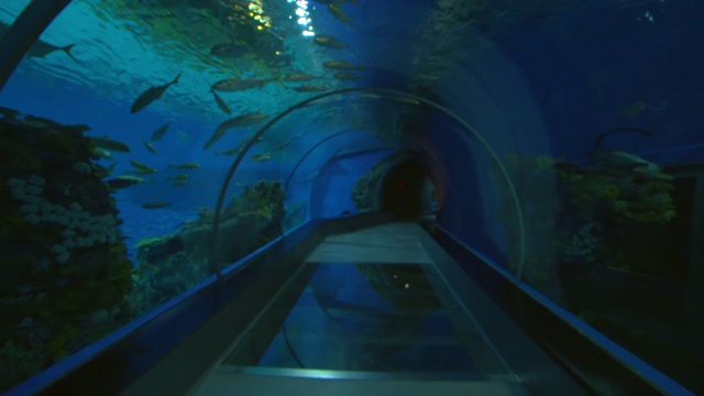 在著名的水族馆-丹麦哥本哈根，在鱼中游泳的空玻璃隧道视频素材