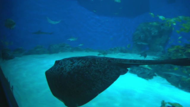 各种水生动物在著名的水族馆-丹麦哥本哈根的水池中游泳视频素材