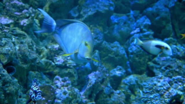 在丹麦哥本哈根水族馆的水池里游泳的海洋生物的特写视频素材