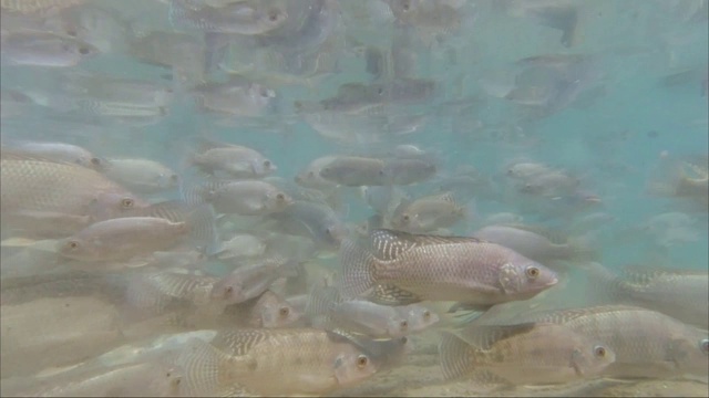 锦鲤在池塘里游泳的水下镜头视频素材