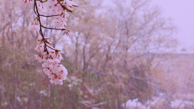 雪中，樱桃树在风中摇曳视频素材