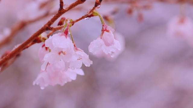 雪中，樱桃树在风中摇曳视频素材