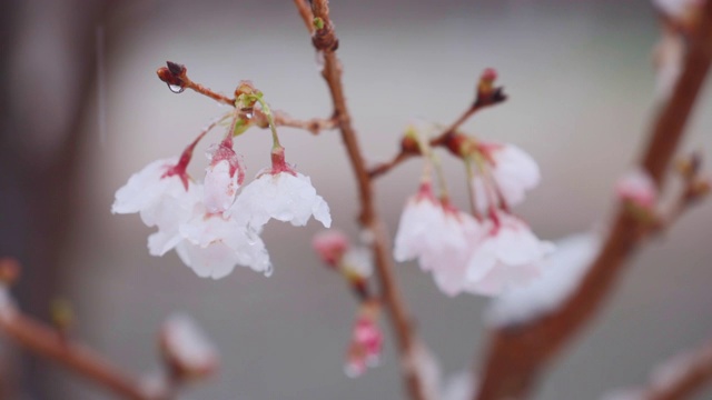 雪中，樱桃树在风中摇曳视频素材