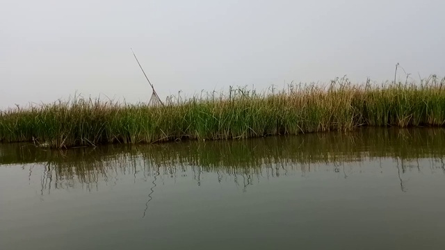 Bueng Borapet沼泽的纸莎草视频素材