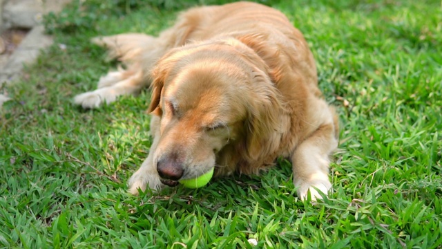 在草地上打网球的金毛猎犬。视频素材