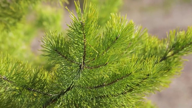 春天阳光明媚的日子里松树的枝桠视频素材