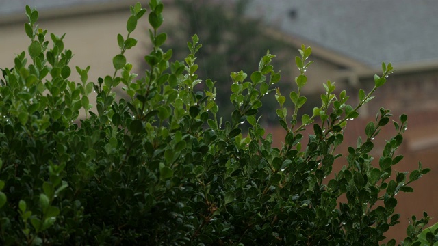 绿色植物在雨中被淋湿的画面，伴随着雨水和排水的声音视频素材