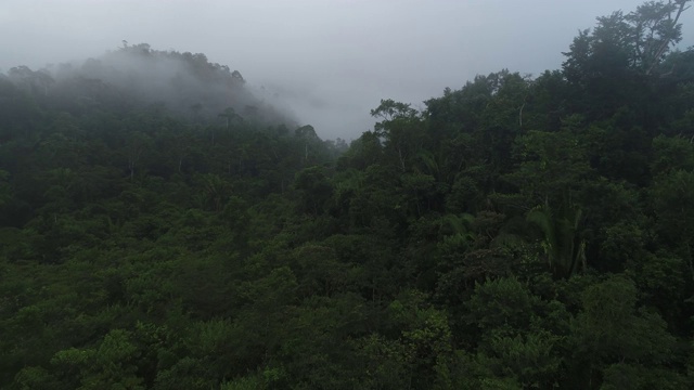 在云雾弥漫的丛林上空飞翔视频素材