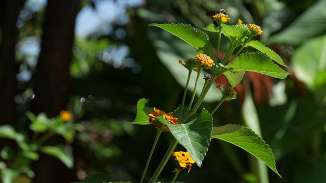 一株开着橙色小花的植物，一只蜜蜂在花间吮吸花蜜视频素材