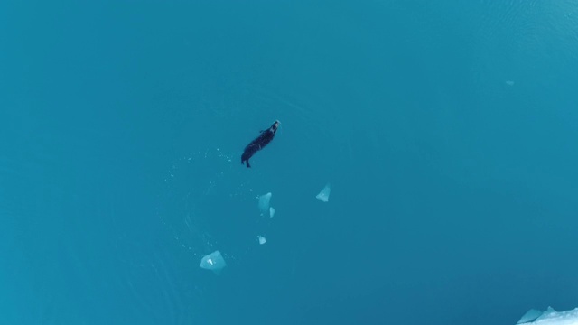 飞过冰岛冰川冰原上的海豹视频素材