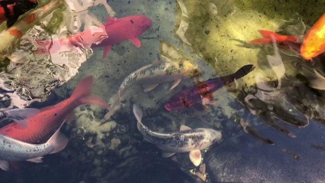 湖里有锦鲤视频素材