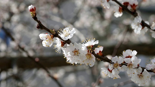 早春杏枝开花。视频素材