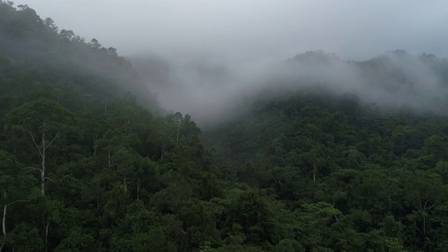 在云雾弥漫的丛林上空飞翔视频素材