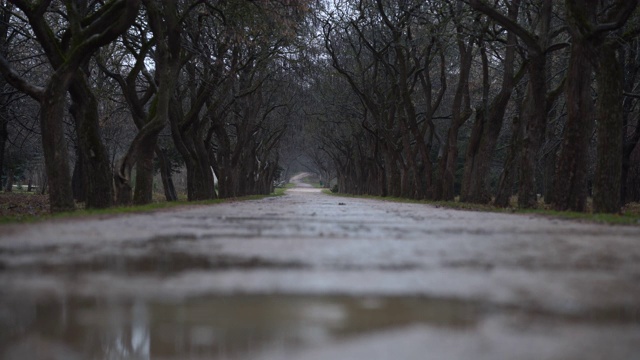 秋天，雨水落在水坑里的小路上，空旷的公园小路上有光秃秃的树木视频素材