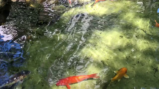 湖里有锦鲤视频素材