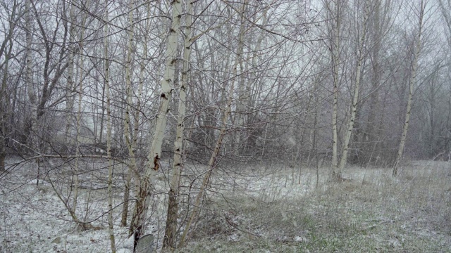 春天，一股突如其来的寒流和一场暴风雪把白桦林覆盖了起来视频素材