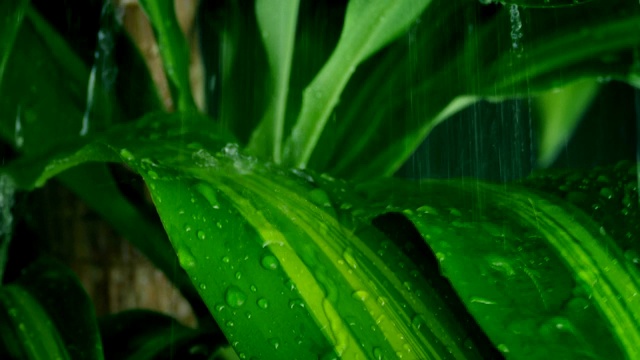 雨淋丛林植物视频素材