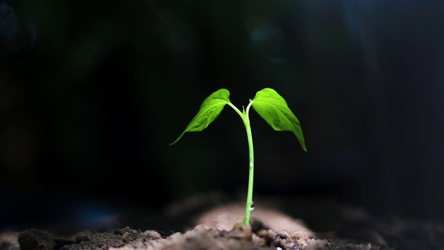 近距离用手在深色背景的土壤中浇灌幼苗，地球日概念，植树视频素材