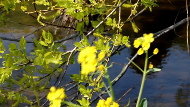 柳树和油菜花视频素材