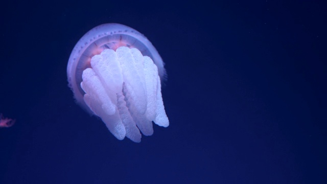 美丽的水母在五颜六色的灯光下在水族缸中游动。视频素材