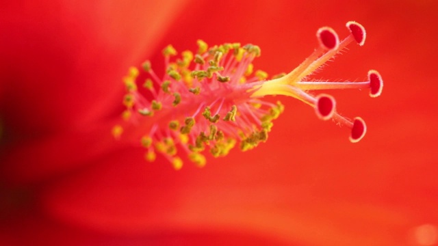 芙蓉雄蕊红色近距离微距视频素材