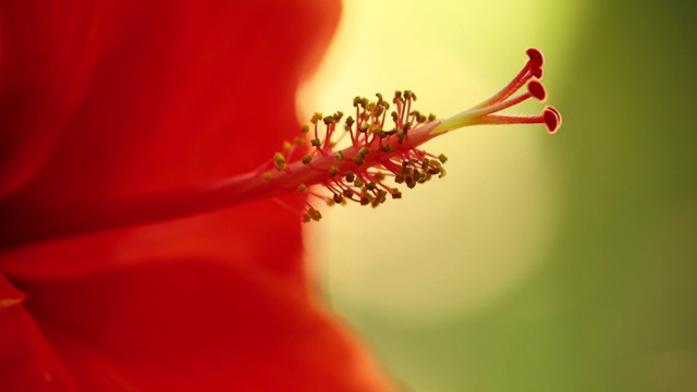 芙蓉雄蕊红色近距离微距视频素材