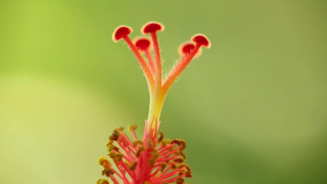 芙蓉雄蕊红色近距离微距视频素材