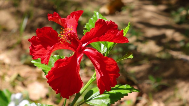 芙蓉花的特写镜头视频素材