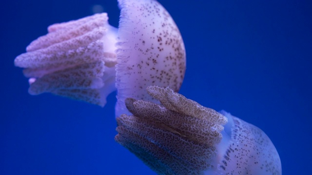 美丽的水母在五颜六色的灯光下在水族缸中游动。视频素材